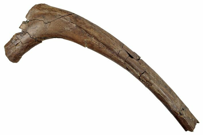 Hadrosaur (Edmontosaurus) Rib Bone - Wyoming #265715